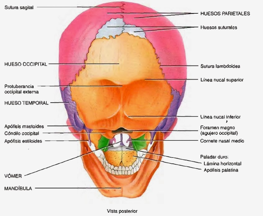 parte superior euro facial parte superior euro facial